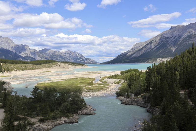 Alberta government knew bighorn sheep contaminated with coal-mine selenium: scientist