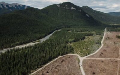 First Nation seeks court ruling on Alberta ending coal mining moratorium